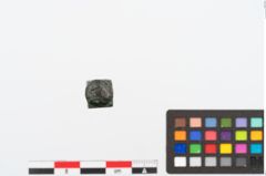 Foto von Bronzezwergknebel (NHMW-PRAE-025037)